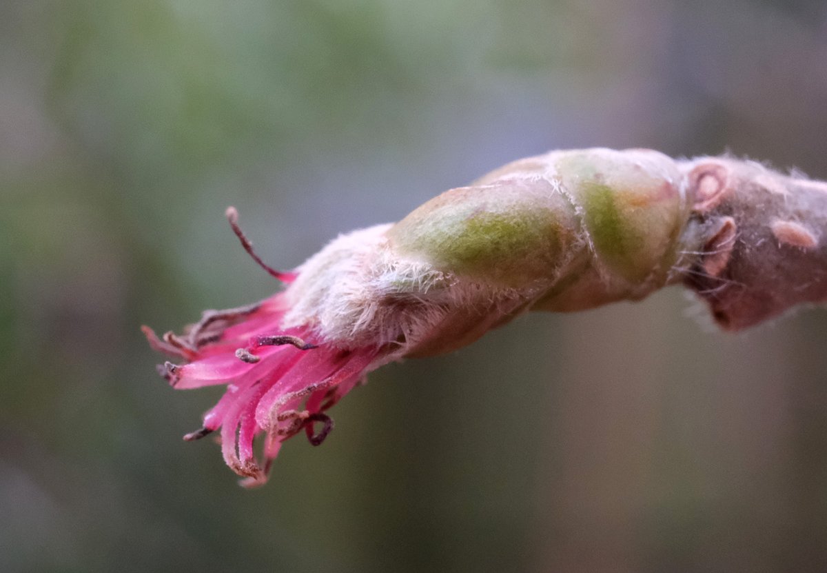 Hazel flower