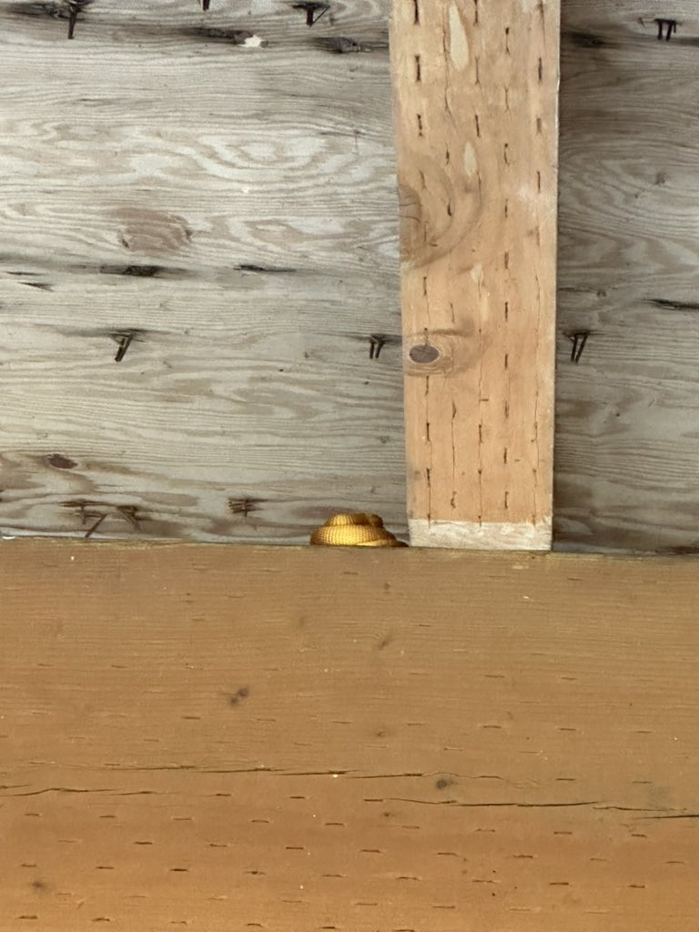 MiniWhistle's tweet image. #monkeyshines2025