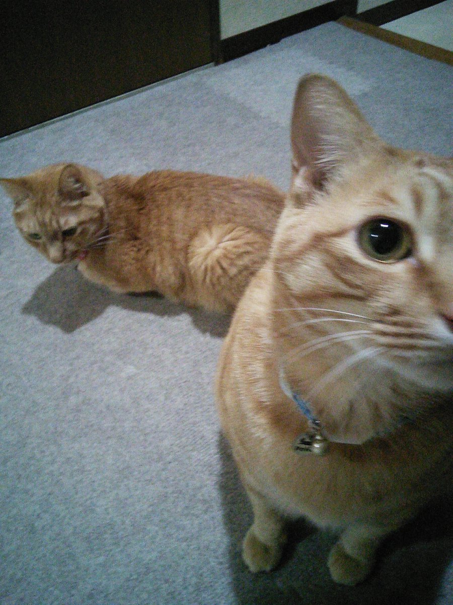 いつも ふぅちゃんが前
くぅは後ろ😅何故？

 #猫