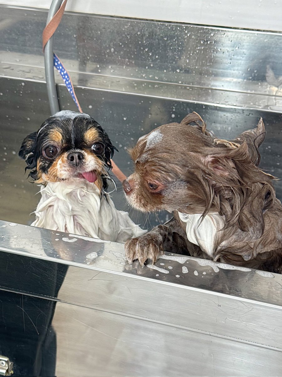 cancan05281's tweet photo. カレンダにしてみた
#チワワ
#Chihuahua https://t.co/Csx4y1iz9e