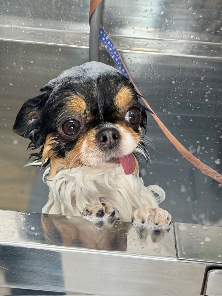 cancan05281's tweet photo. カレンダにしてみた
#チワワ
#Chihuahua https://t.co/Csx4y1iz9e
