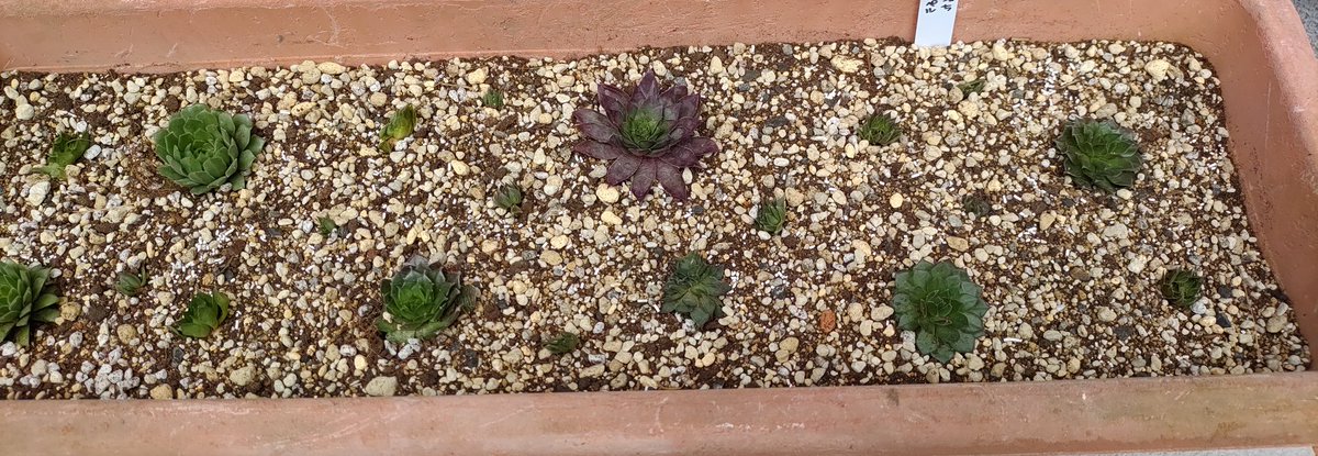 センペルビウム