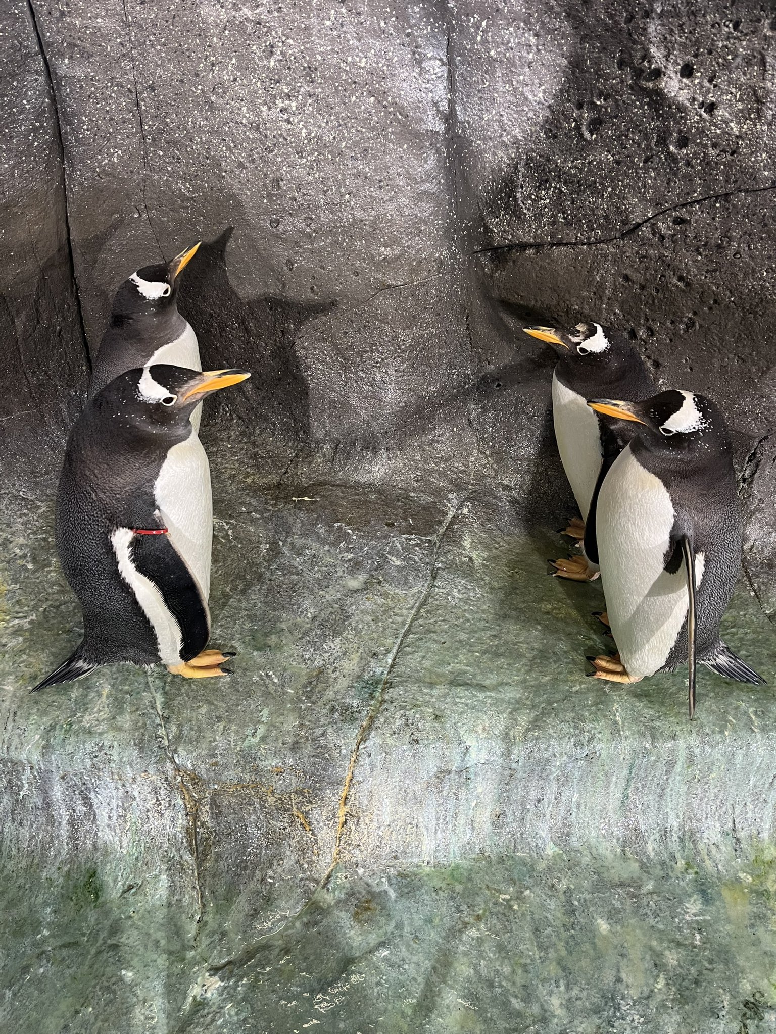 福山市立動物園[公式] on X: 