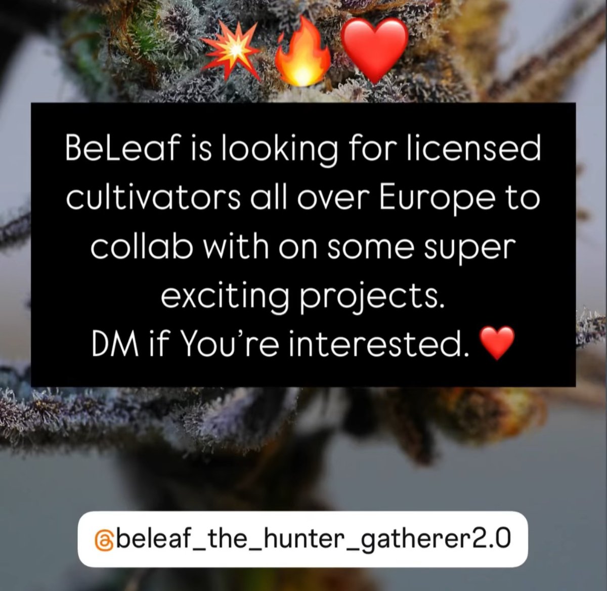DM ME HERE OR ON IG