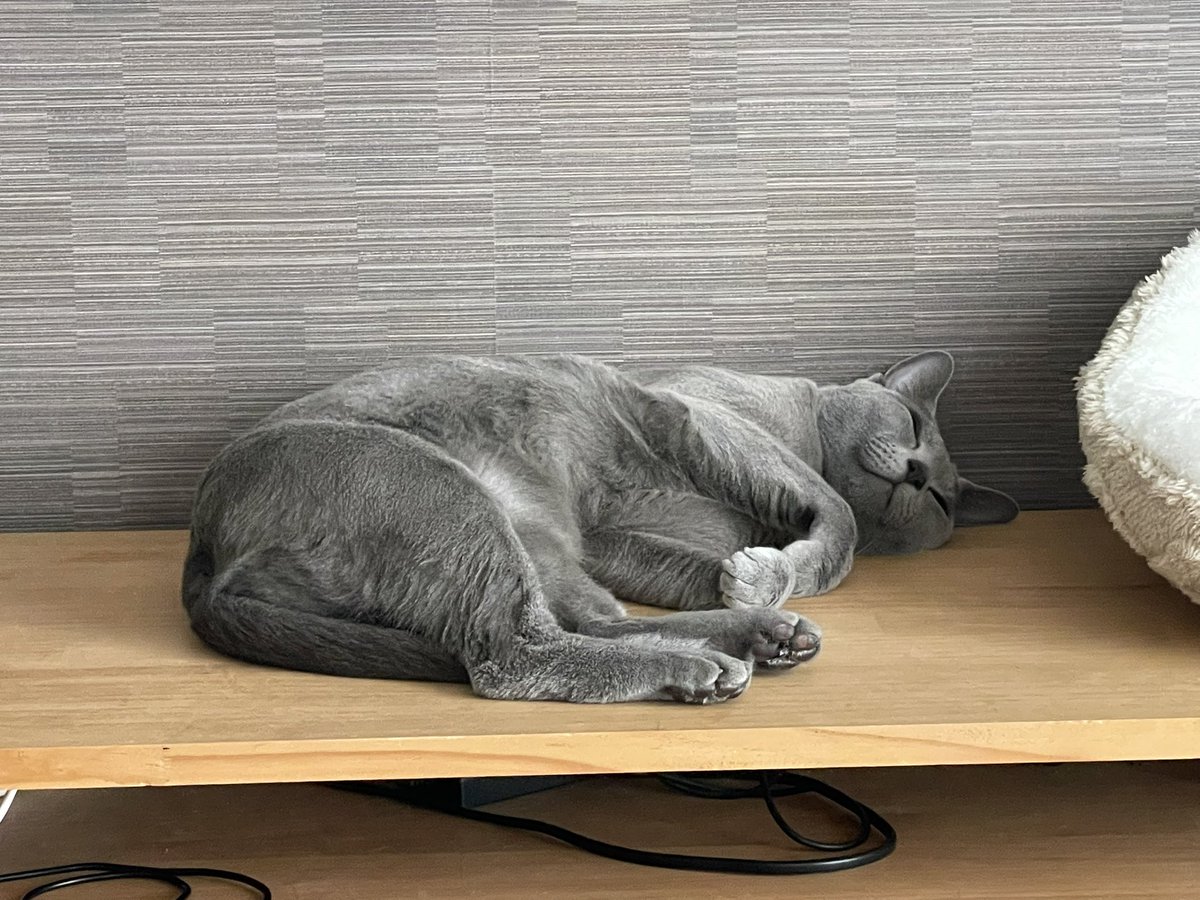 おはよう！月曜日の朝☀️
今週もこの調子で頑張ります🐈‍⬛
#ロシアンブルー
#だら猫
#猫
#春間近
#ニャルソック