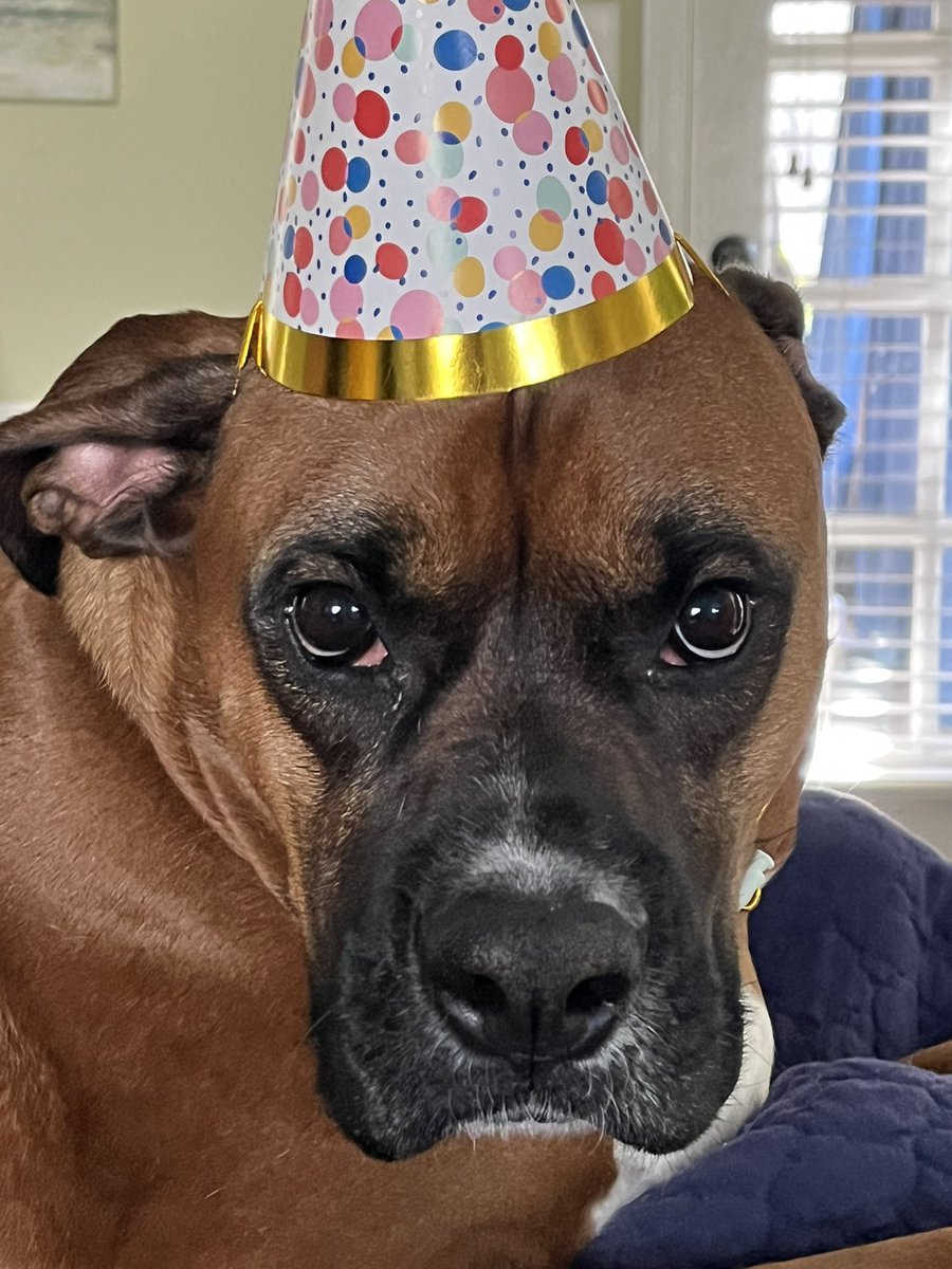 jdiggs72's tweet photo. Happy 4th birthday to this spoiled 4-legger! https://t.co/PtqSdl2W2e