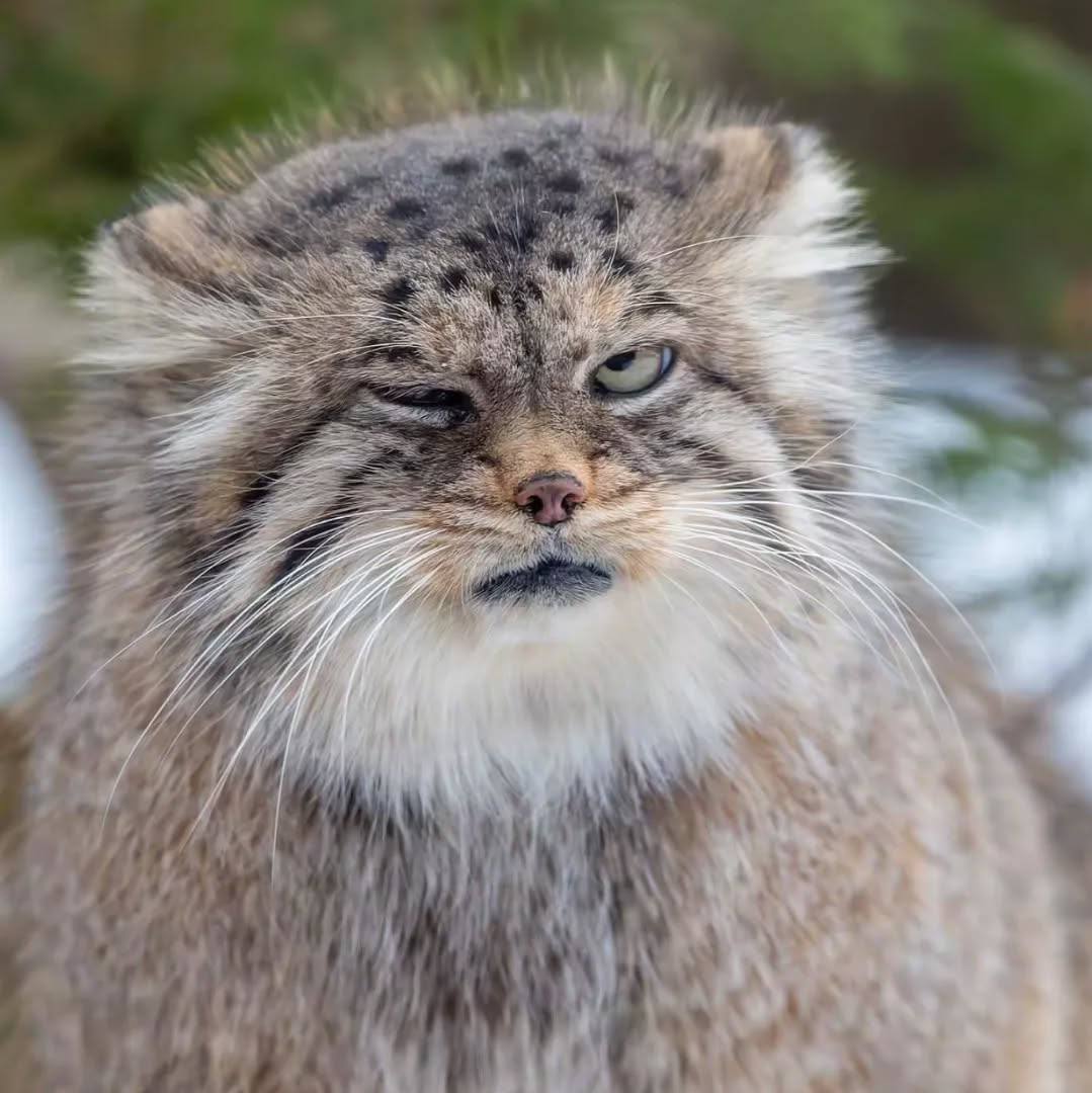 Daily Manul (@dailymanul) on Twitter photo 