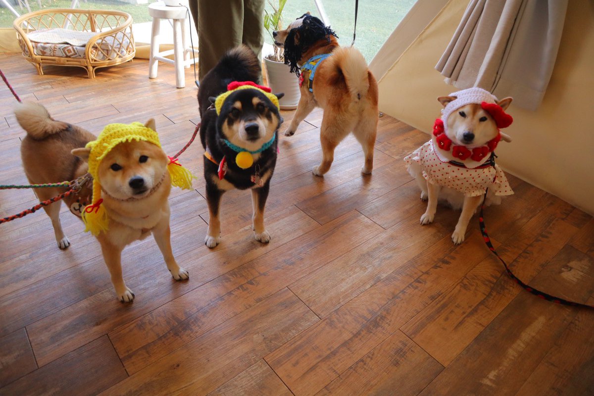 shibainu_roco's tweet photo. 可愛すぎる子たち♡(*´ `*)ｲﾔｼ､､､
オレは写らないぞー！の銀次が一番似合っちゃうやつ、、落ち武者銀次( •̀ω•́ )✧

🐕みんなごめんねぇ、ママが変な…かわいいニット帽持って��ちゃって～😑 https://t.co/guU0mYUfWf
