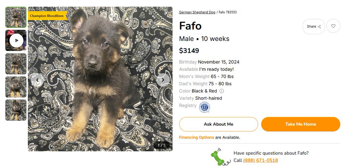 FAFO THE DOG :)

HPtKT7GPNTVEWZEMqzgDoyuThYH34LUckNKFoiDrpump