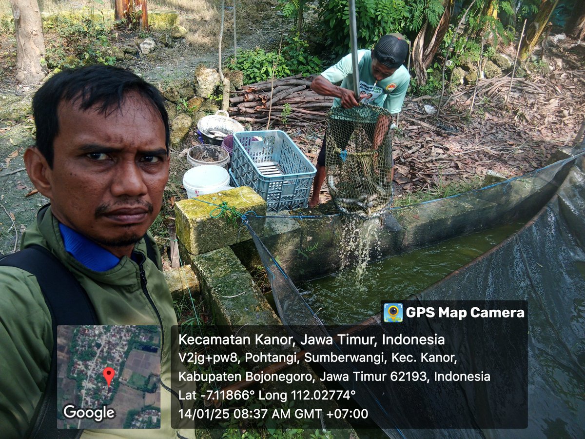 caturagungprab3's tweet photo. Selasa (14-1-2025) Catur A P, Luhkan Bojonegoro, mendampingi #panen Lele di minan Ds sumberwangi, sebanyak 207kg, kolam size 8-12 ek/kg, harga Rp. 18.700/kg
#GiatLuhkanSatminkalBWI
#Bnegoro 
@puslatluhkp
@bppp_banyuwangi
@brsdm_kp https://t.co/OC9zwgqT6E