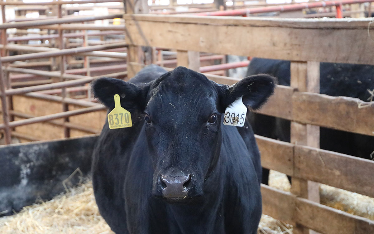 MUExtension's tweet photo. Improving fertility in cows involves leveraging genetic selection, advanced genomic tools and paying attention to environmental factors.
Discover ways to enhance your herd: https://t.co/vxJLuEGCZC
#CattleGenetics #ExtendMU #LivestockManagement https://t.co/apsQ5A8SDh