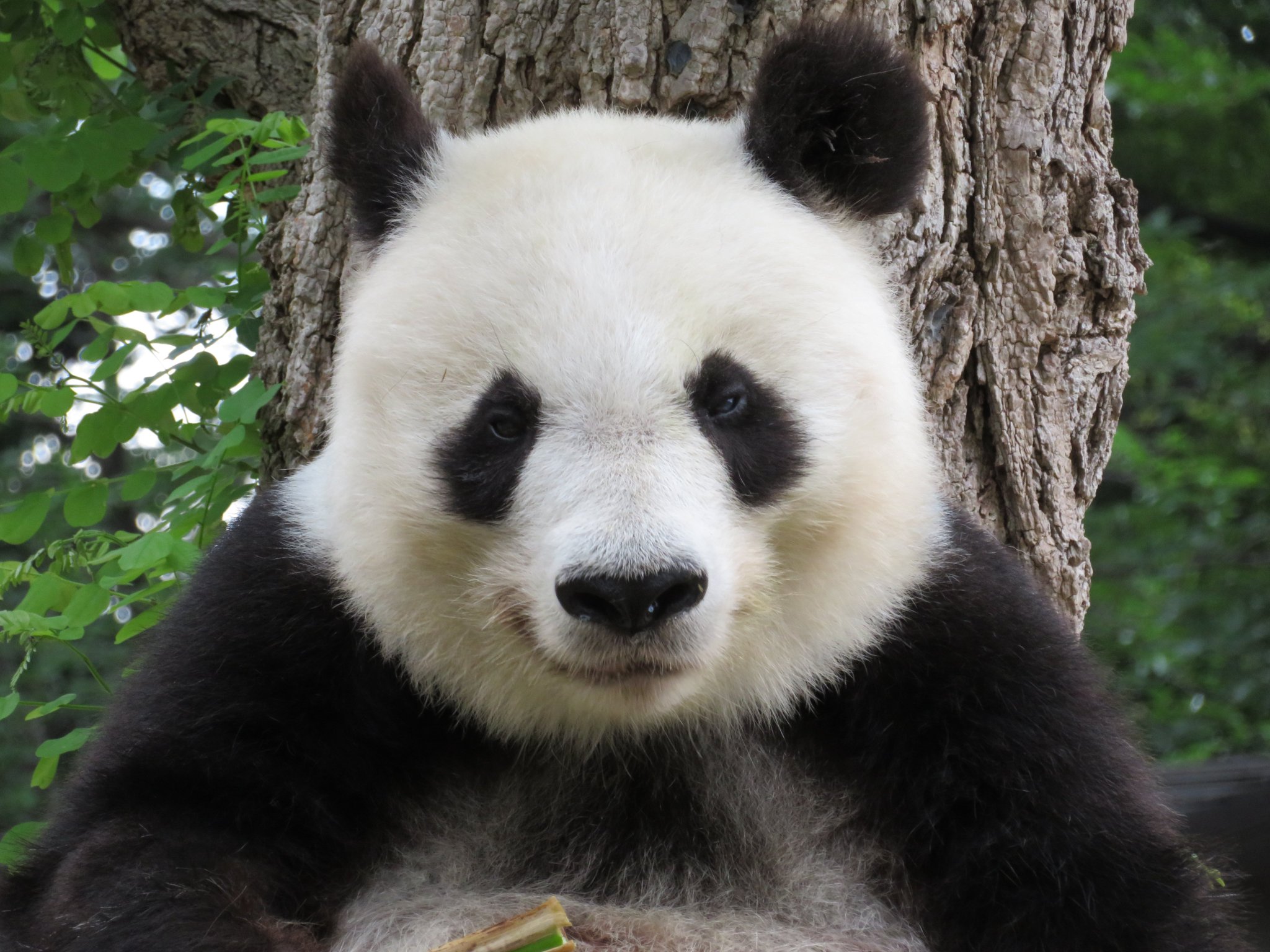 たんたんさん。ご確認お願いします 神戸市立王子動物園（公式） on X: 