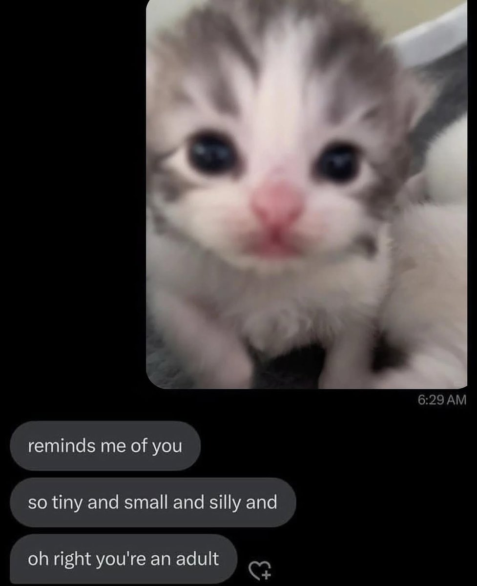 smol silly cat tweet media