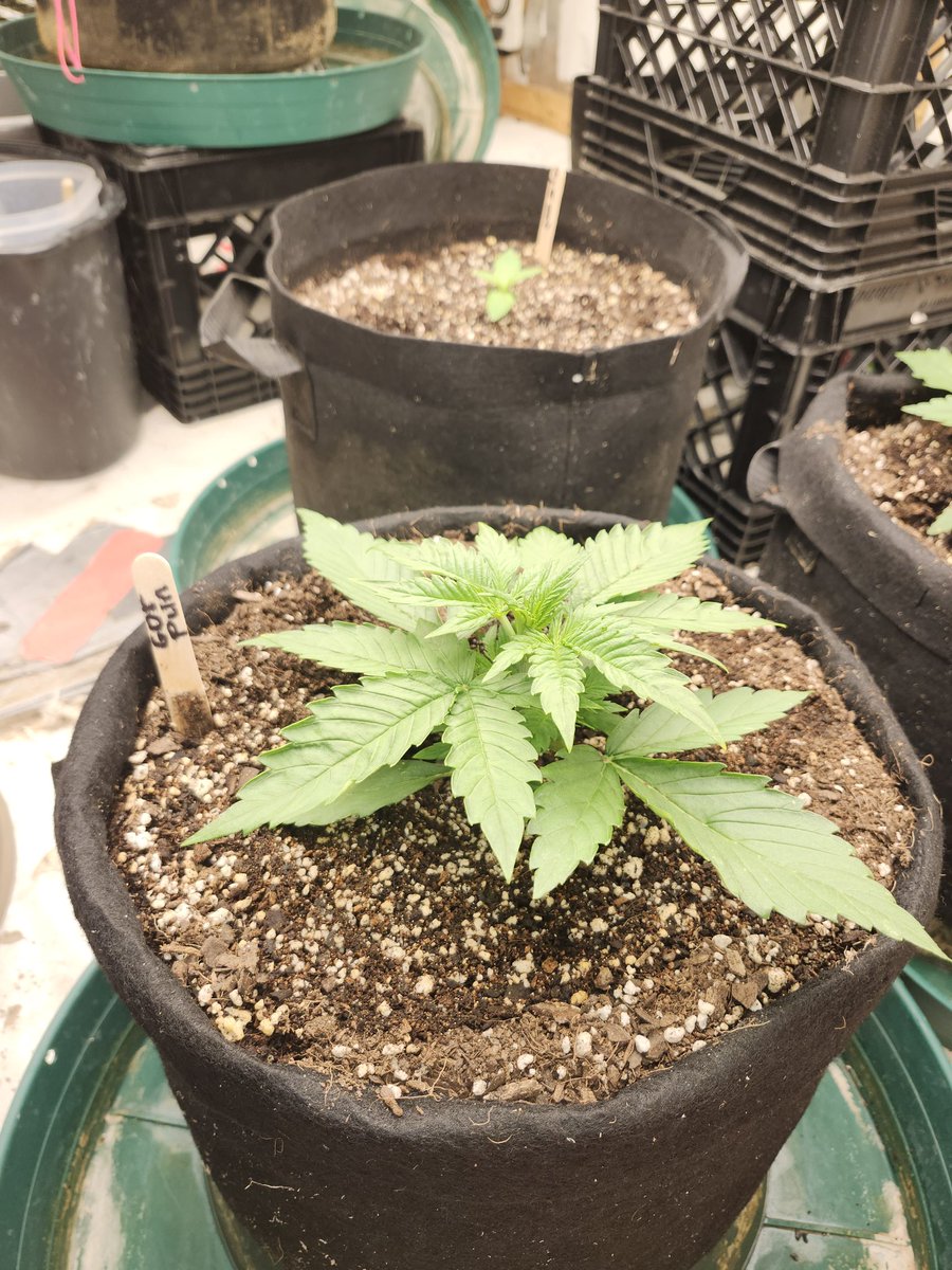 Gorilla Punch Auto <a href="/GenHydro/">General Hydroponics</a> <a href="/MarsHydroLight/">Mars Hydro | Since 2009</a> <a href="/Fast_Buds/">Fast Buds</a>