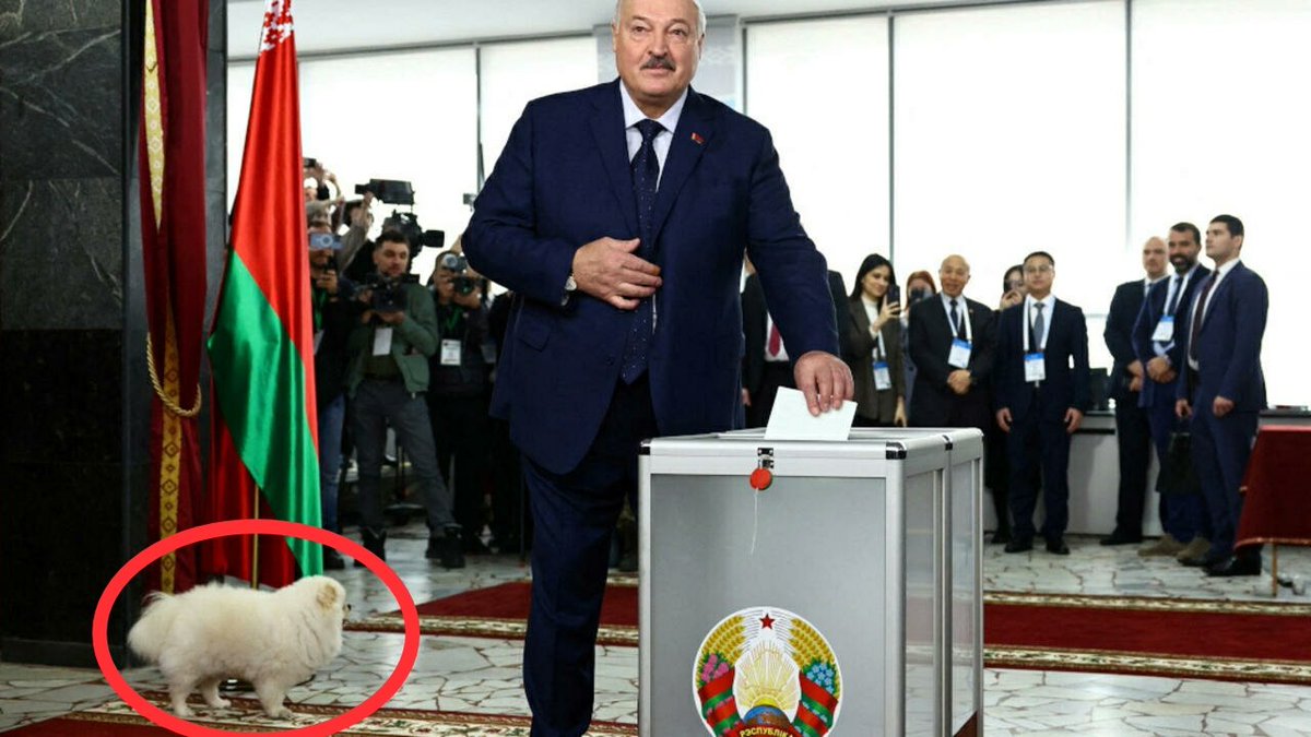 这是啥？博美？