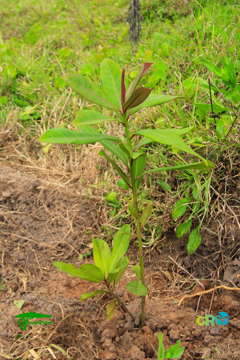 titus_kims's tweet image. Water Wars: Deforestation and the Water Cycle 

Trees are nature's water managers, capturing rain, replenishing groundwater, and preventing floods. Without them, rivers dry up, droughts worsen, and water becomes scarce.

#ClimateGuardians
#Growithus
  #WorldWithoutTrees