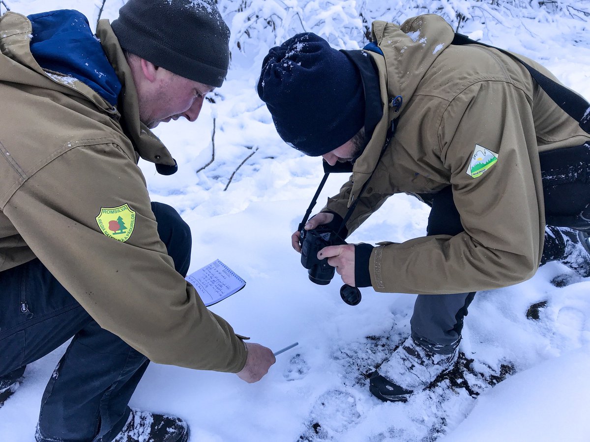 RNP_Romsilva's tweet photo. În această perioadă, rangerii noștri strâng date din teren, cu scopul monitorizării carnivorelor mari. În aceste imagini, este una dintre echipele Parcului Natural Apuseni.

#conservare #ariiprotejate #fauna #faunasalbatica #rangeri #parcnaturalapuseni #monitorizare https://t.co/SAjk11dU8i