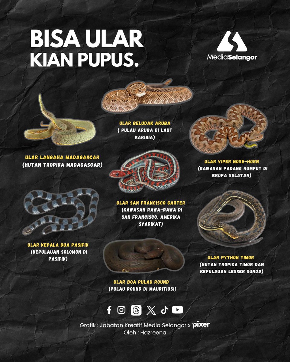 Media_Selangor's tweet image. Bisa ular adalah racun yang disimpan di kelenjar pipi ular dan disalurkan ke taring untuk menyerang mangsa.

Berikut merupakan jenis bisa ular yang kian pupus.

#MediaSelangor #Ular