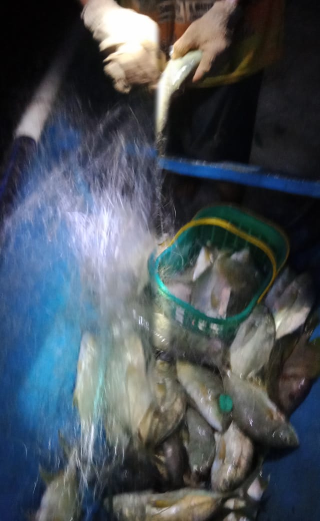 Hartono44759248's tweet photo. Senin(27/01/2025)luhkan Kab. Konawe Selatan, di KUB Muara Jaya Desa Wandaeha Kec. Laonti, hasil tangkapan Ikan Kuwe, dengan API Jaring Insang Tetap, sebanyak 50 kg, harga jual Rp. 35.000/kg       
#luhlapor 
#GiatLuhkanSatminkalMaros
@luhkanbrpbap3 https://t.co/zHP7TRZuIw