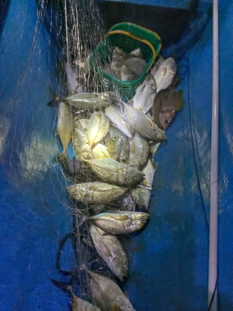 Hartono44759248's tweet photo. Senin(27/01/2025)luhkan Kab. Konawe Selatan, di KUB Muara Jaya Desa Wandaeha Kec. Laonti, hasil tangkapan Ikan Kuwe, dengan API Jaring Insang Tetap, sebanyak 50 kg, harga jual Rp. 35.000/kg       
#luhlapor 
#GiatLuhkanSatminkalMaros
@luhkanbrpbap3 https://t.co/zHP7TRZuIw