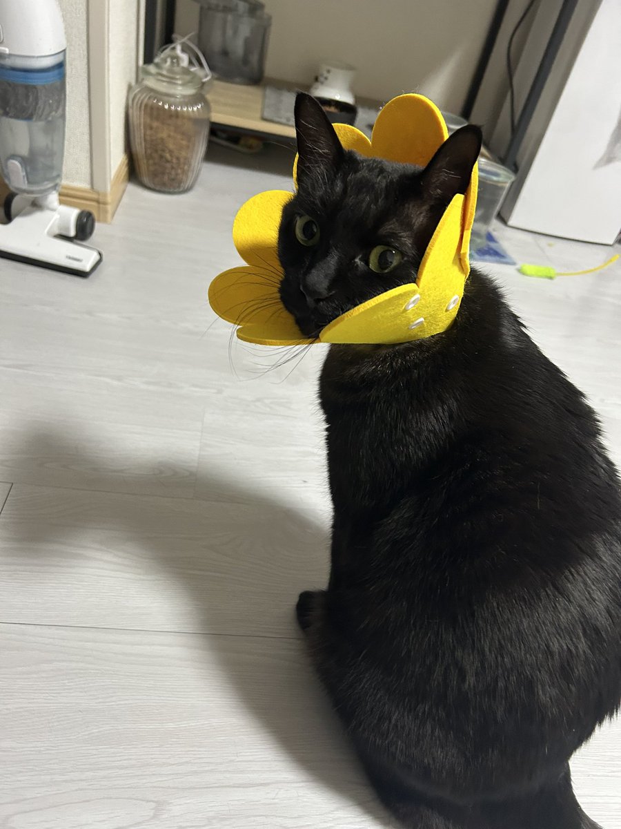 本命ギフト ハイパーエムズ 【公式】 on X:  ジャケット・アウター