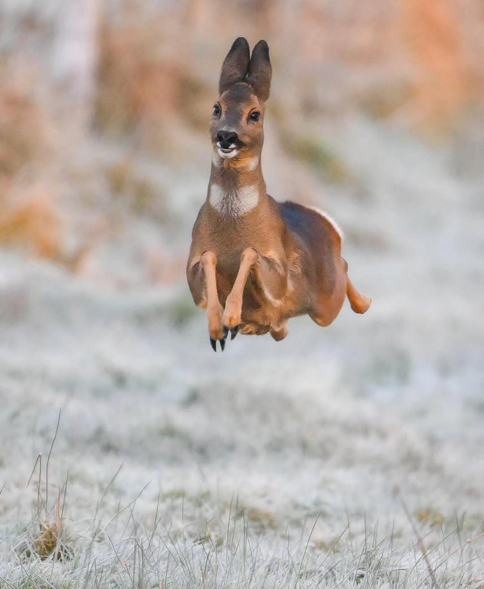 heiv.blooski.social (@heivdurr) on Twitter photo 