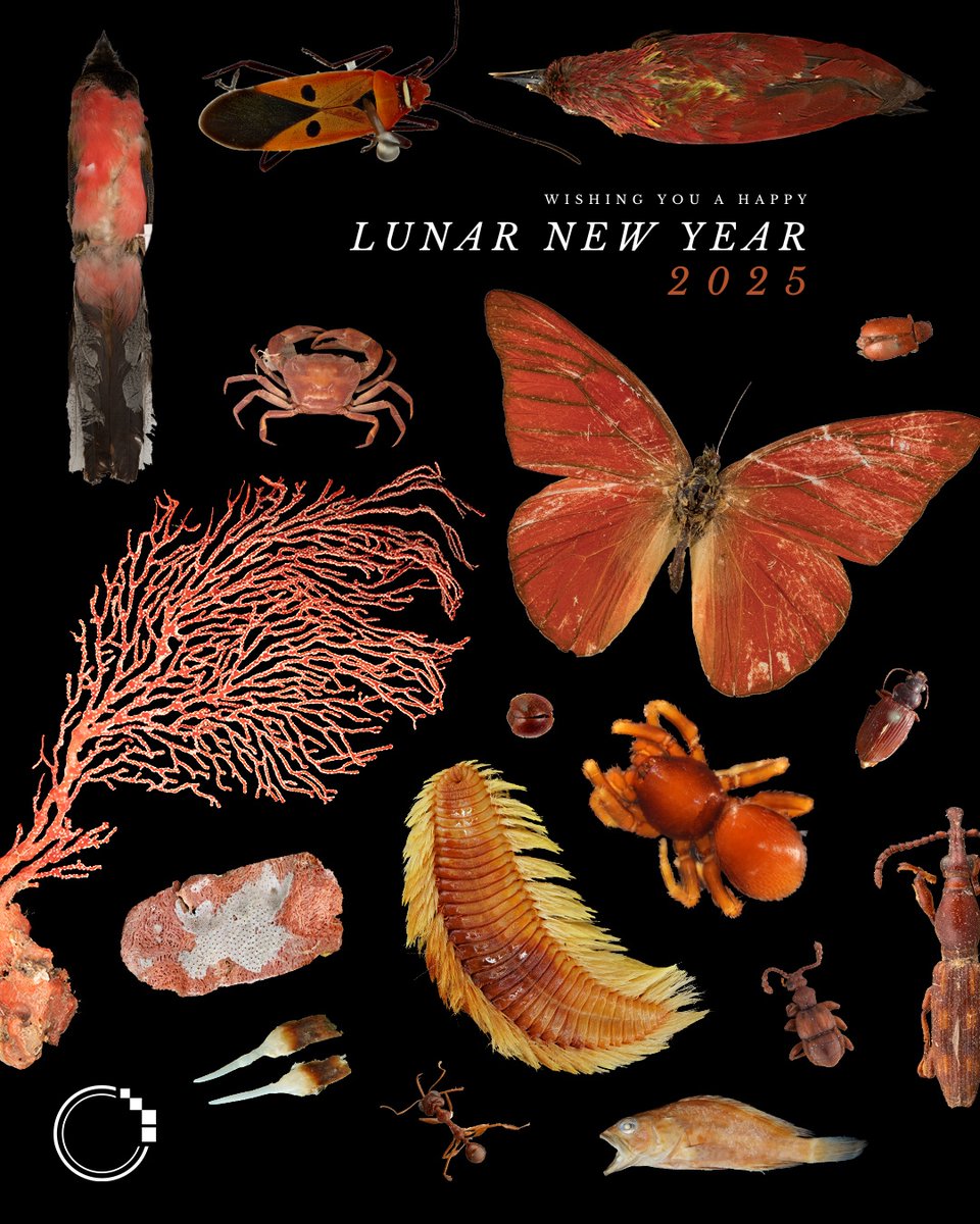 signifynathist's tweet image. This is how we wish “Happy Lunar New Year” at SIGNIFY! Here we showcase a range of ‘red’ specimens that we have digitised in our project.  Swipe to identify the specimens! 🦀🔴

Happy Lunar New Year🍊☺️