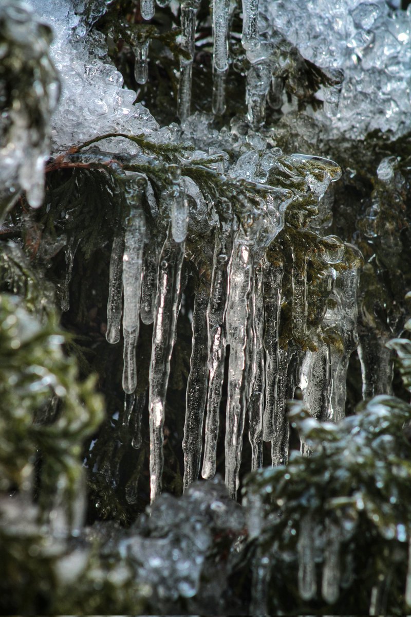 kimmaylou's tweet photo. 026/365: "For how can one know color in perpetual green, and what good is warmth without cold to give it sweetness?" —John Steinbeck

Iced Over.
01.26.2025

#ice #icicles #shrub #winter #photooftheday #nature #photography #michiganphotographer #thatlight #photoaday #shotoncanon https://t.co/KUQZ2ExYCz