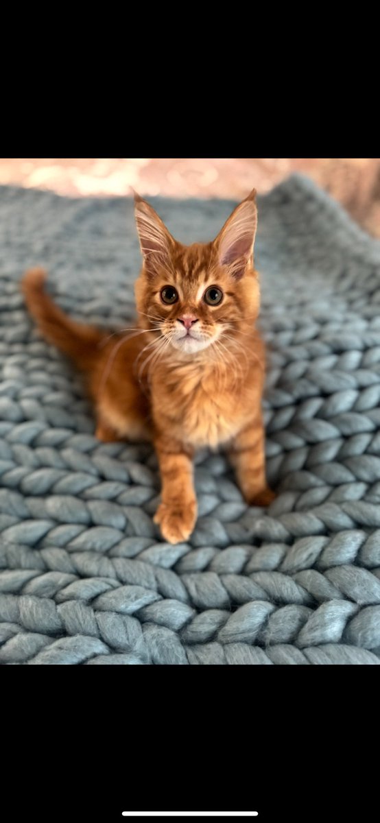 denisebedel's tweet photo. Ralph is 5 months old #Mainecoonkitten 🧡🐈 https://t.co/mlluJIDjKb