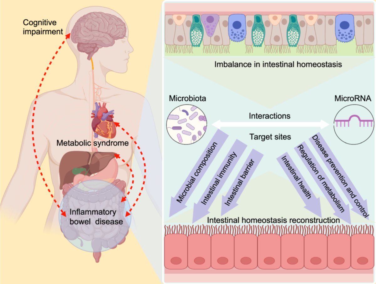MicroRNA‐microbiota interactions: Emerging strategies for modulating intestinal homeostasis and enhancing host health  #iMetaOmics onlinelibrary.wiley.com/doi/full/10.10…
#microbiome #microRNA #guthealth #microbiota
<a href="/wileymicrobio/">Wiley Microbiology</a> <a href="/WileyHealth/">Wiley Clinical Health</a> <a href="/WileyBiomedical/">Wiley Biomedical Science</a>