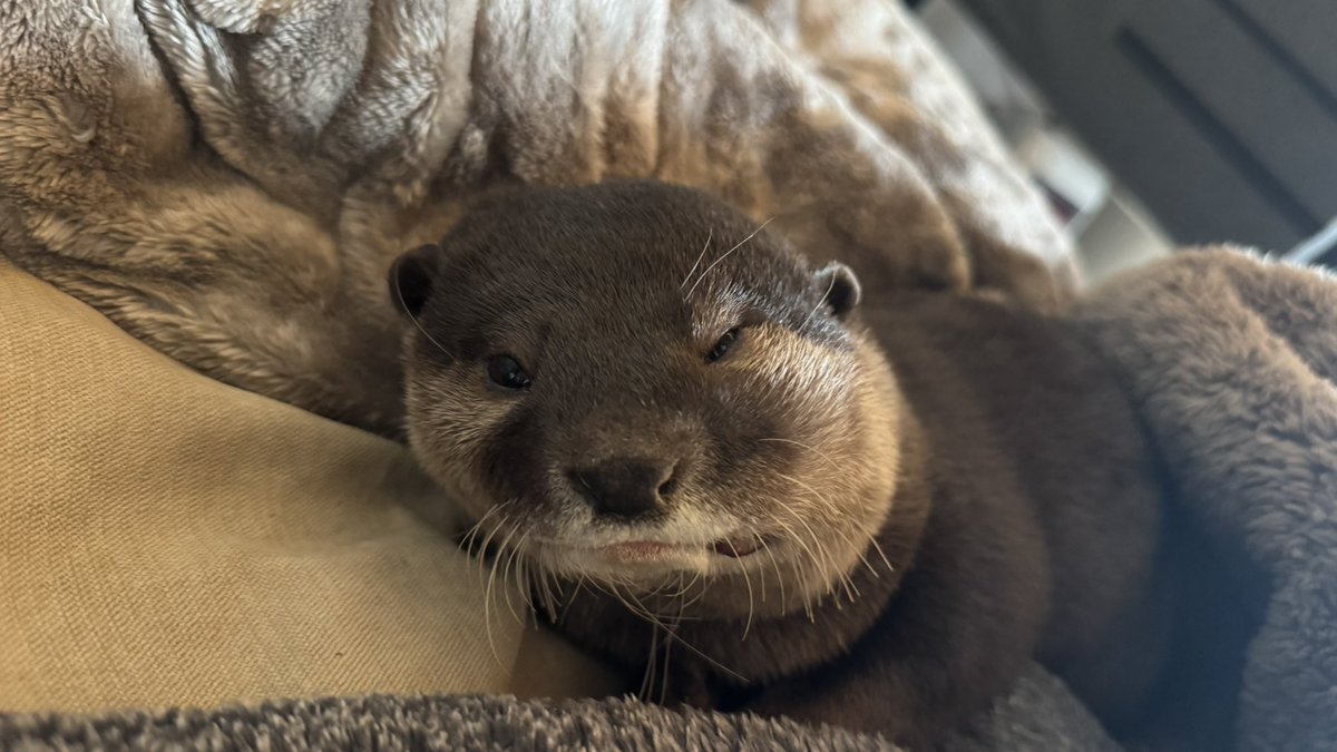 Today's Ui
5:30 a.m. Breakfast: She ate 20g of chicken and left 40g
8:30 a.m. Breakfast: Chicken not eaten
11:00 a.m. Lunch: Ate 60g of sweetfish.
If it's fish, she'll eat it all...
5時半　ささみ20g食べ40g残す
8時半　ささみ　口を付けず
11時　鮎60g完食
魚なら全部食べるんかい