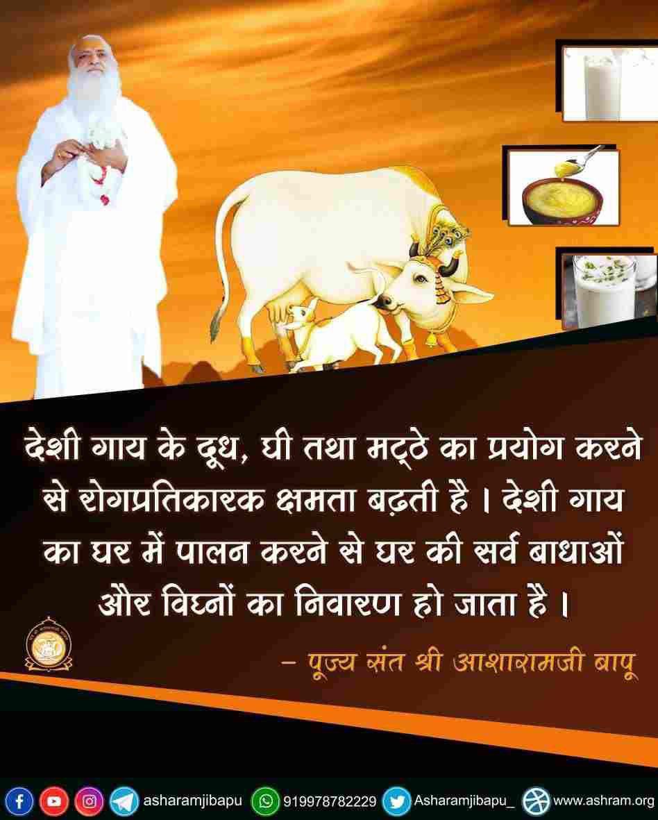 YogVedantSamiti's tweet photo. Sant Shri Asharamji Bapu shares 
Importance Of Desi Cow :
*जिस घर में देशी गाय है, उसका वास्तुदोष स्वतः ही समाप्त हो जाता है।
*उन्हें प्रतिदिन या अमावस्या को रोटी, गुड़, चारा आदि खिलाने से पितृदोष समाप्त हो जाता है।
*गौमाता की सेवा भगवत्प्राप्ति के साधनों में से एक है।
#GauRaksha https://t.co/VnrMEfXqnc