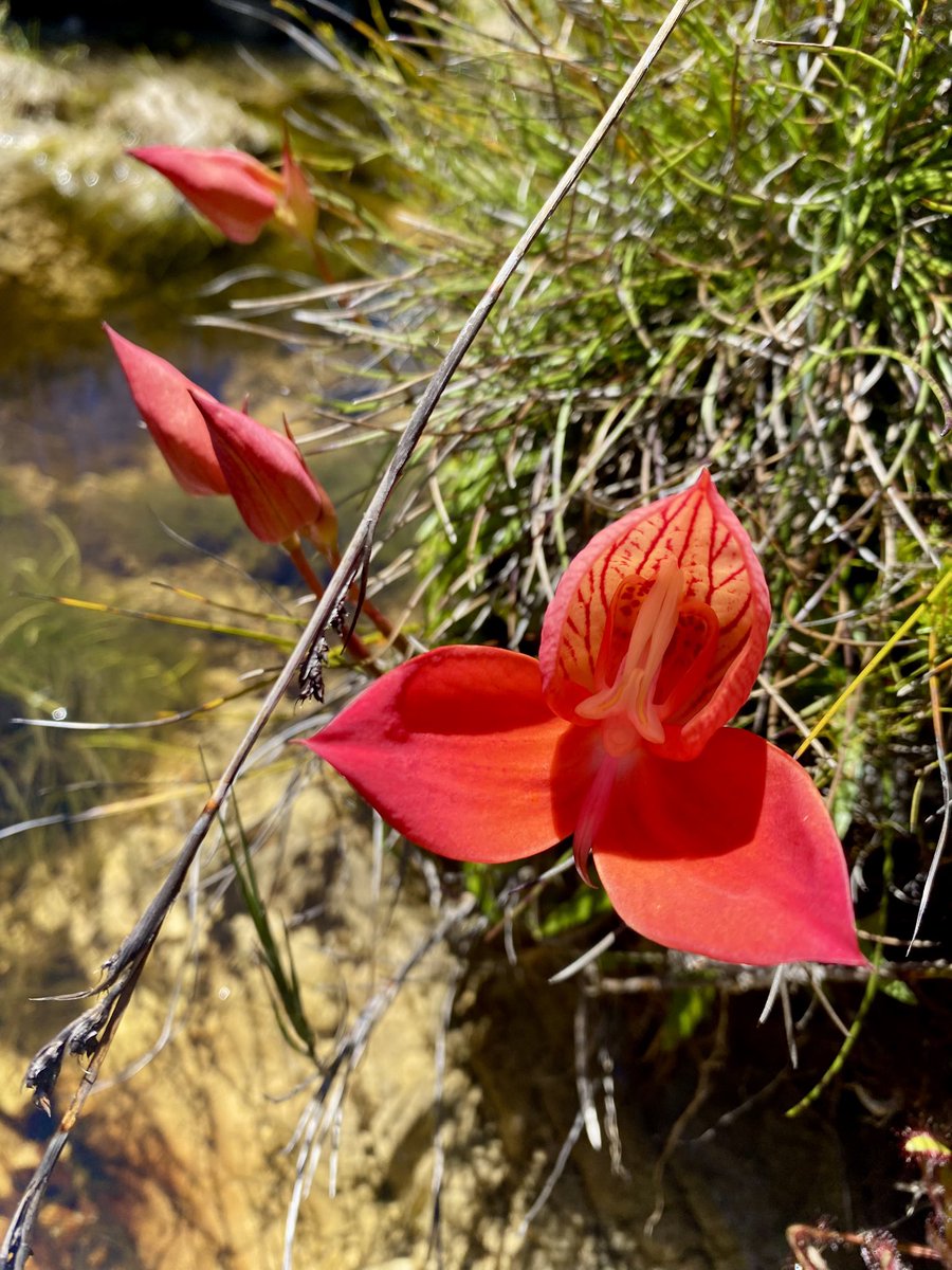 Cilnette tweet media