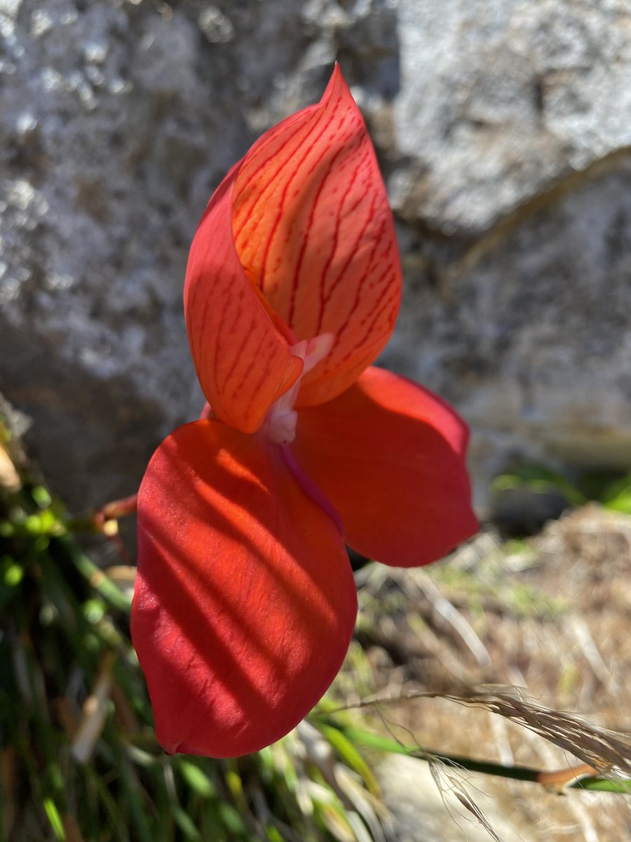 Cilnette tweet media