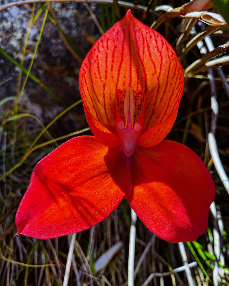 Cilnette tweet media