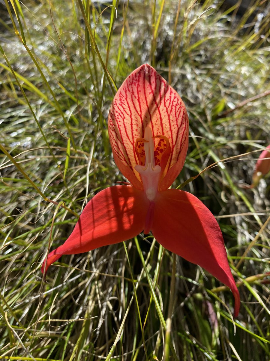 Cilnette tweet media