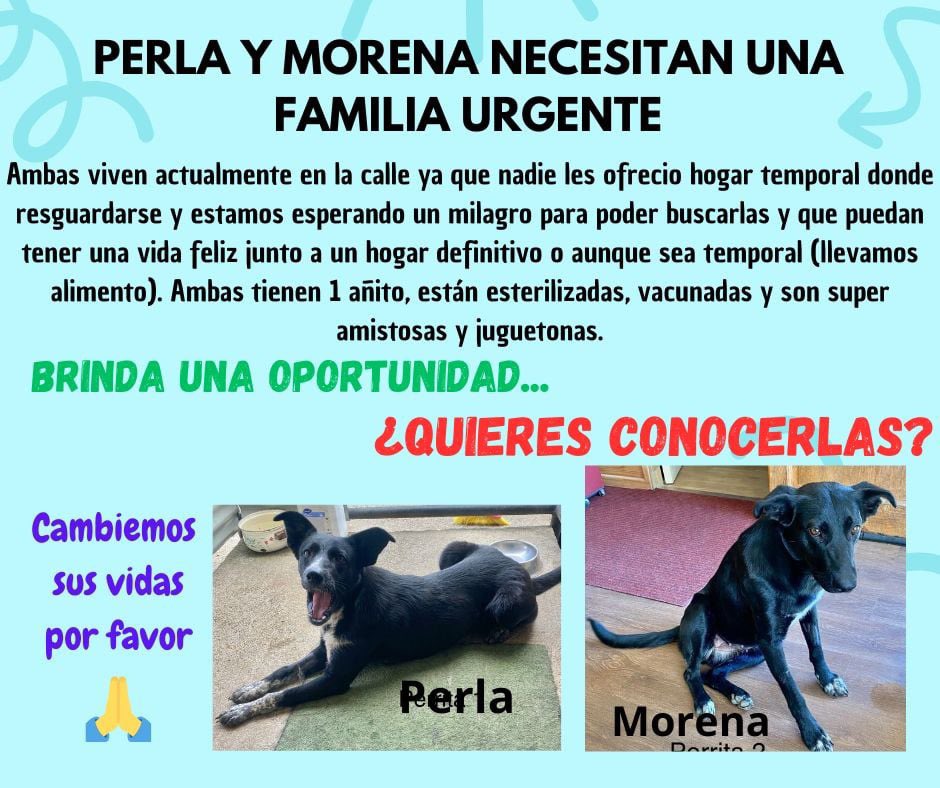 danniitahh's tweet photo. Ayuda por favor, podemos llevarlas donde sean bienvenidas RT #ValdiviaCl https://t.co/4H9OHwUPIE
