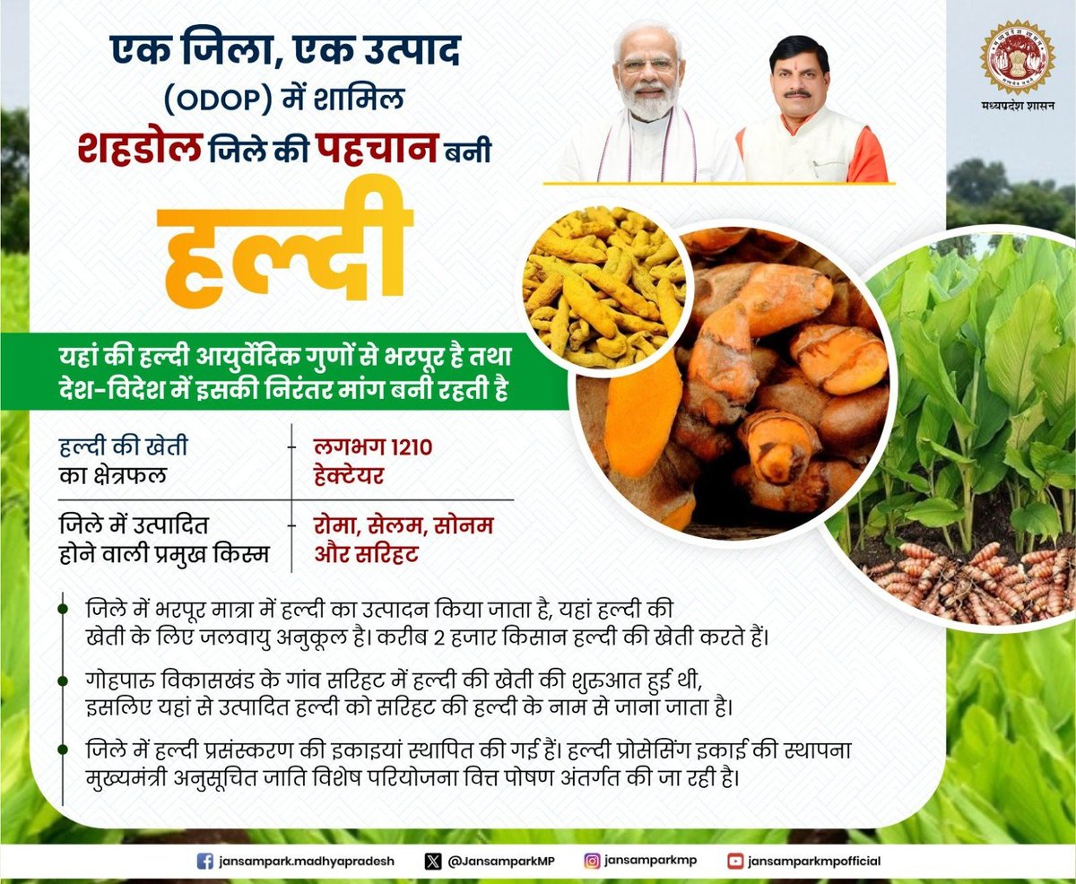 #एक_जिला_एक_उत्पाद  (ODOP) में शामिल
आयुर्वेदिक गुणों से भरपूर 'हल्दी' बनी #शहडोल जिले की पहचान

<a href="/DrMohanYadav51/">Dr Mohan Yadav</a> <a href="/CMMadhyaPradesh/">Chief Minister, MP</a>
<a href="/minmpkrishi/">Agriculture Department, MP</a> <a href="/minmpmsme/">MSME Department, MP</a> <a href="/horticulturemp/">Department of Horticulture, Govt of MP</a>
<a href="/dmshahdol/">Collector Shahdol</a> 

 #Shahdol #OneDistrictOneProduct #CMMadhyaPradesh #मध्यप्रदेश #OrganicHorticulture #JanamparkMP