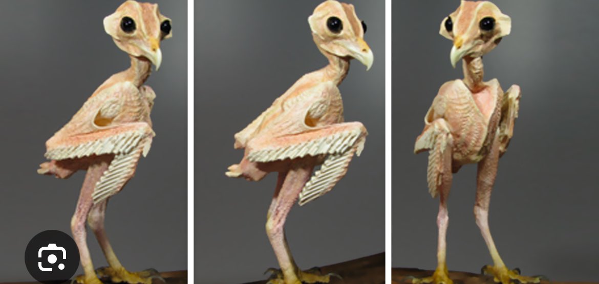 IceJJFish975's tweet photo. @Darthvaderluvr Wait till you see them without feathers or hair https://t.co/gPSmV8IdAi