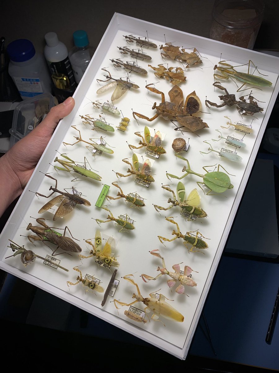 zhangzhangze's tweet photo. 螳螂真的是十分神奇的生物，有拟态绿叶，枯枝，花朵等多种多样的形态，令人惊叹～ https://t.co/8lbjZADPU5