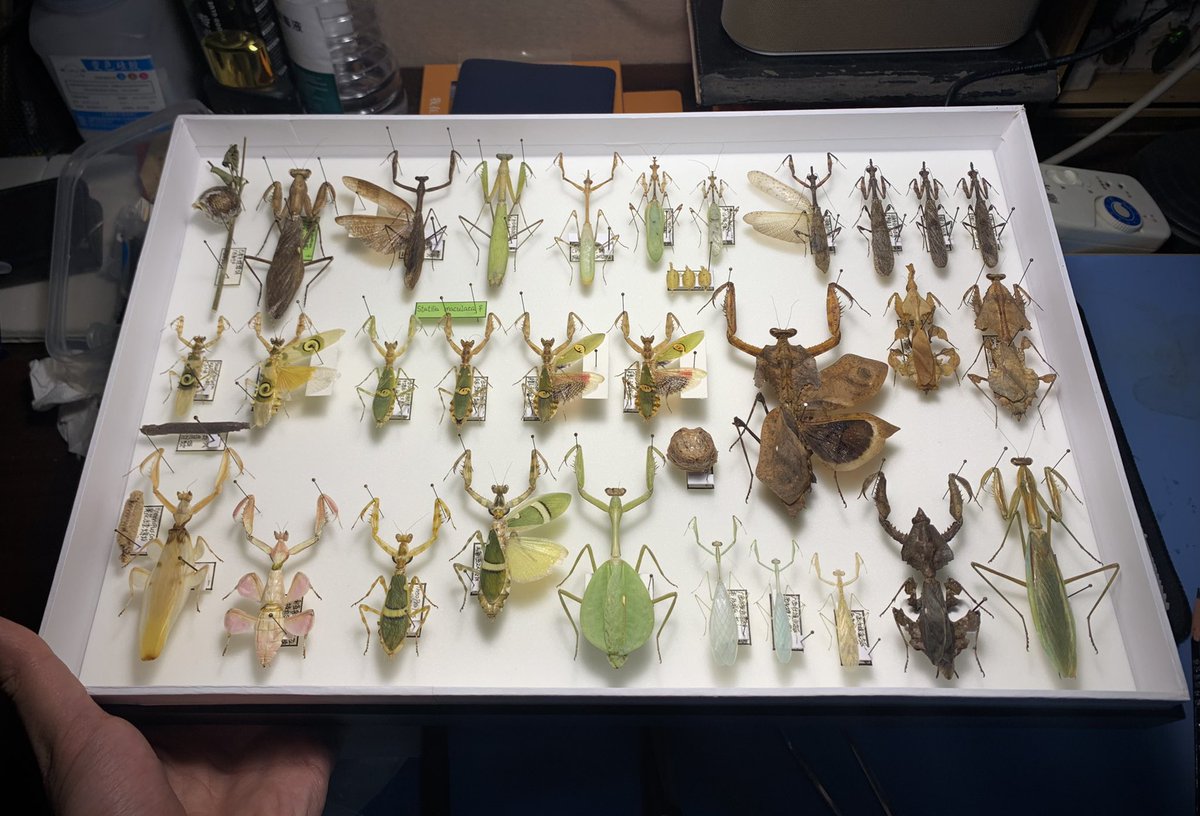 zhangzhangze's tweet photo. 螳螂真的是十分神奇的生物，有拟态绿叶，枯枝，花朵等多种多样的形态，令人惊叹～ https://t.co/8lbjZADPU5