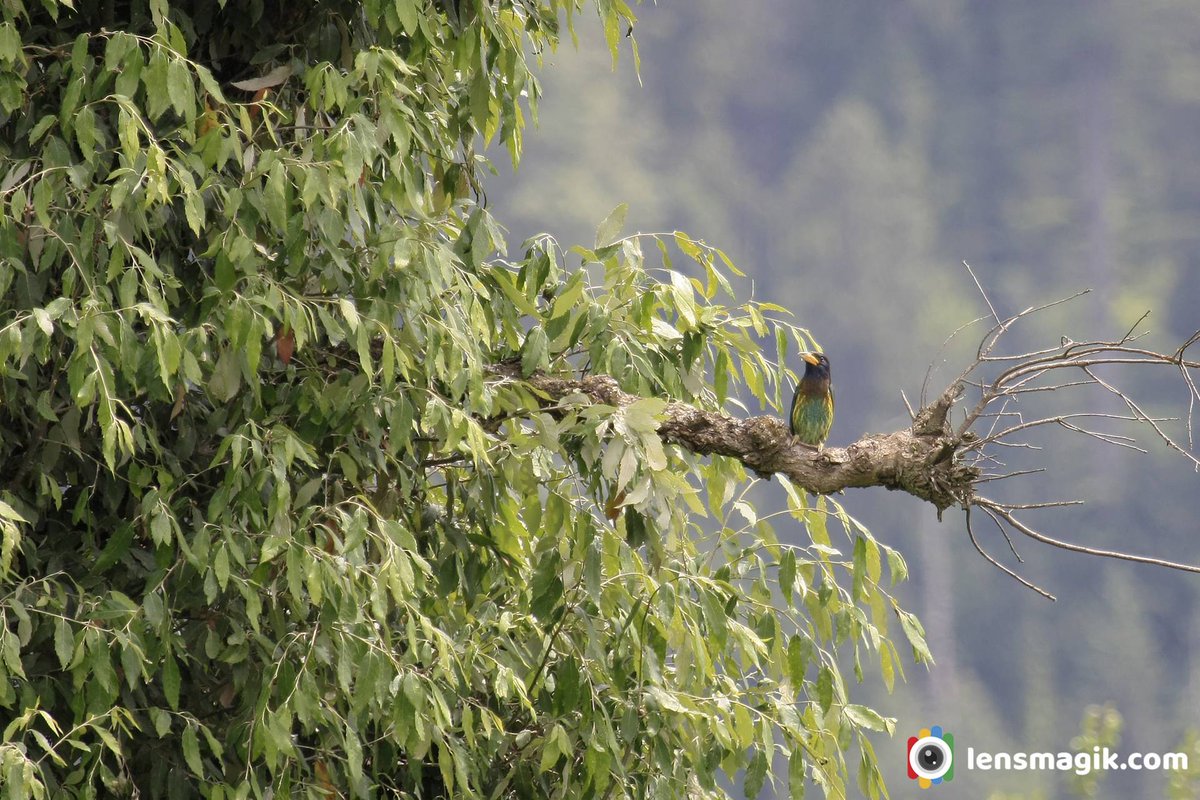 np_photographer's tweet photo. Great Barbet https://t.co/chsWa9llxN Birds of India #greatbarbet #largestbarbet #barbetbird #typesofbarbetbird #birdsofIndia #birdsofhimalaya #birdsofmanali #himachalpradeshbirds #BirdsOfTwitter #wildlifephotography #natuerphotography #canonphotography https://t.co/adUcQ3Y390