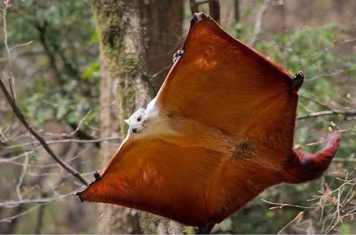 JyotiSharma___'s tweet photo. @AMAZlNGNATURE This is red and white giant flying squirrel a species of rodent in the family Sciuridae. It is a very large, dark rufous-red, buff and white flying squirrel found in forests  in mainland China and  in Taiwan
Image By: Vokrug Sveta https://t.co/ZOOWk2Z06L