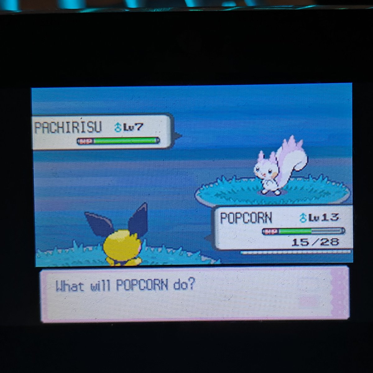 m_slowpoke's tweet photo. YAY for the second target of my diamond quest, shiny pachirisu after 6570 on phase 2! next is mothim https://t.co/bJ4otm6t1i