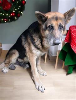 Keith Olbermann's Dogs tweet media