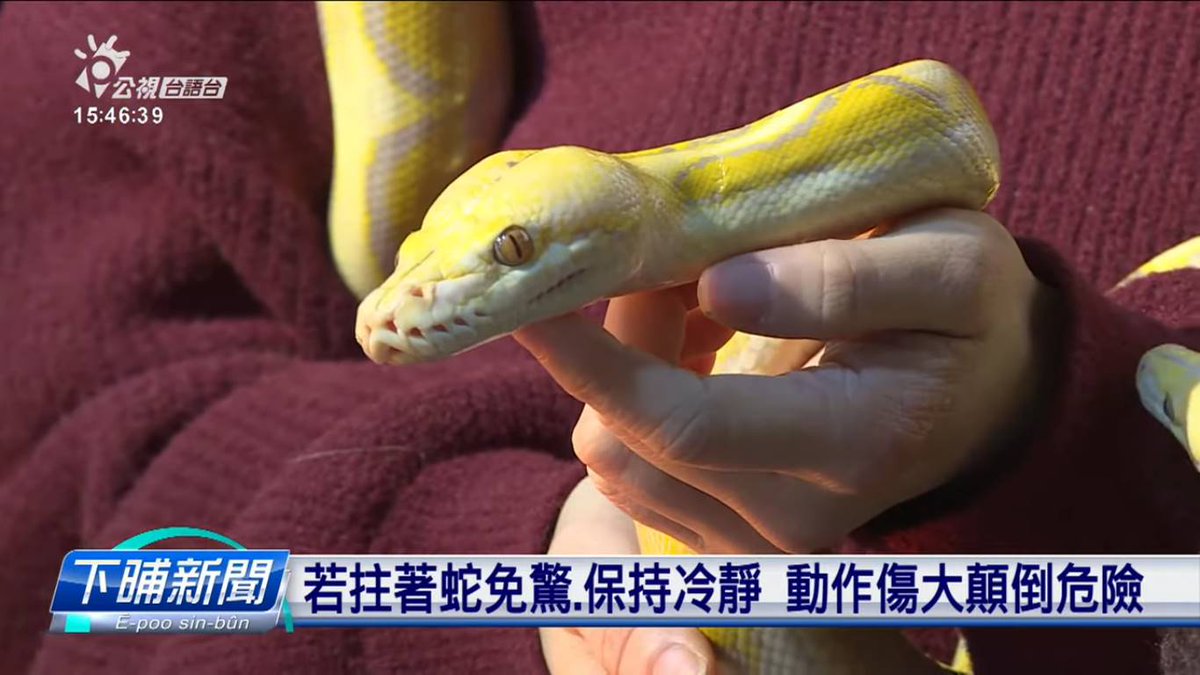 Explore #Taiwanese: Tsuâ-nî
- Year of the snake (The snake is the sixth of the twelve-year cycle of animals that appear in the Chinese zodiac.)
***
Tsuâ: snake
Nî: year