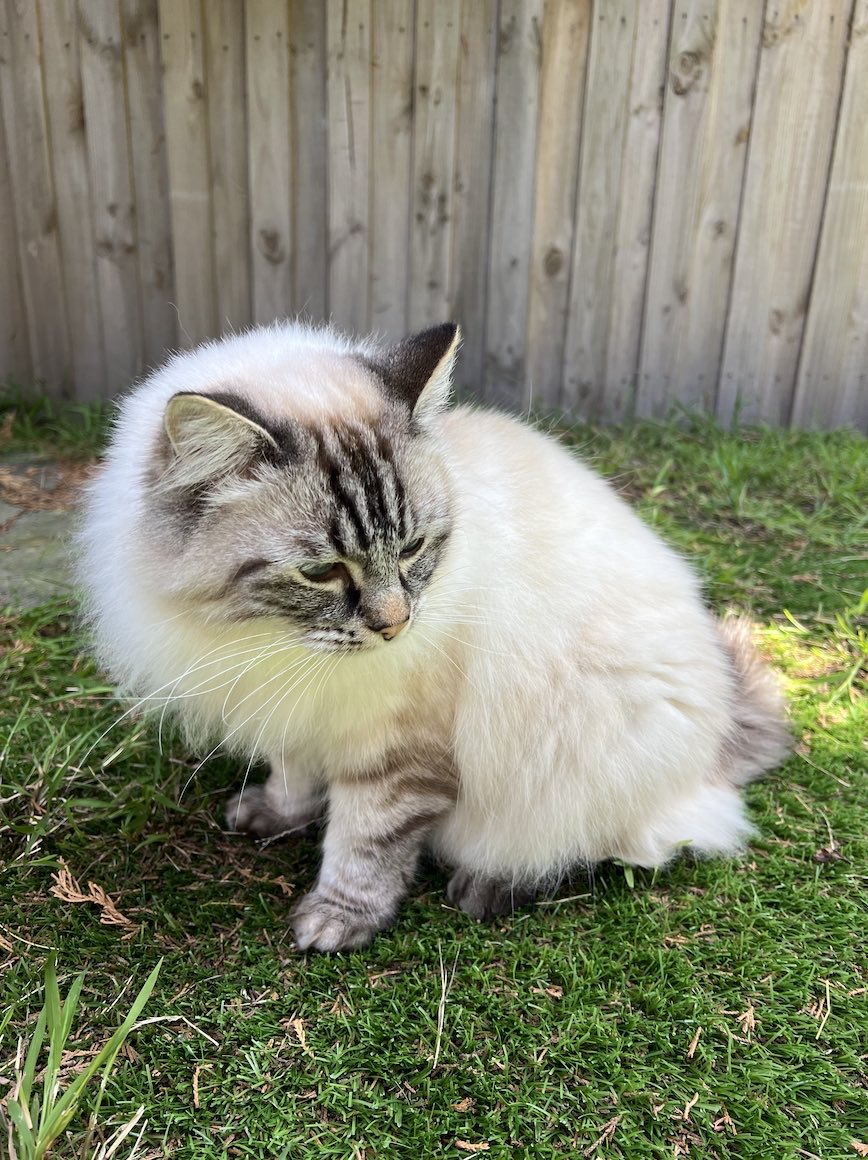 stillgambling's tweet photo. Heard you were looking for a 10x

#DeepCat

FNQwoQSKZKHZuAfNQTWHbR7fr42Sys6TFRZECUpDpump https://t.co/qxk0uexX0w