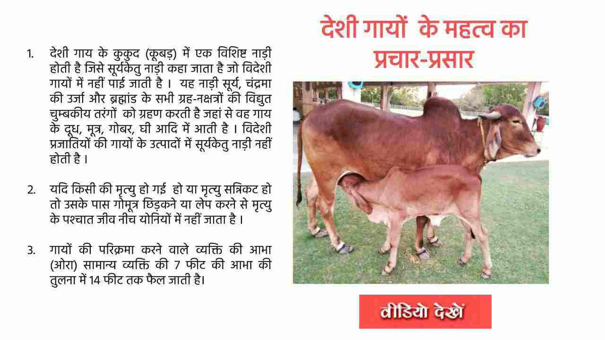 <a href="/surinderjoshi55/">surinderjoshi</a> Sant Shri Asharamji Bapu कहते हैं कि गाय का दूध और घी शरीर की प्रतिरोधक क्षमता को बढ़ाने में अत्यंत लाभकारी है। यह आरोग्य और शक्ति का स्रोत है।
Importance Of Desi Cow
#GauRaksha