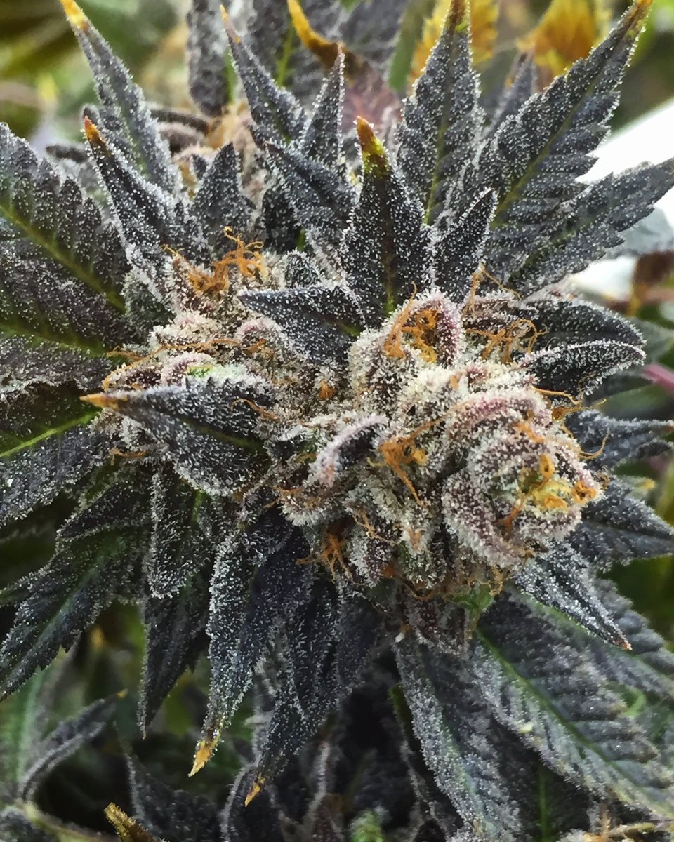 BlackLeaf_LA's tweet photo. Dirty Sprite ☔️ One of my all time favorites ! the infamous Dirty Sprite strain we hunted & selected.. (Platinum GSC BX2 x Black Lemon Twist) 👄 Flavor: Sweet Lemon/Lime Purple Fizz #DirtySprite https://t.co/uF6phdVeLC