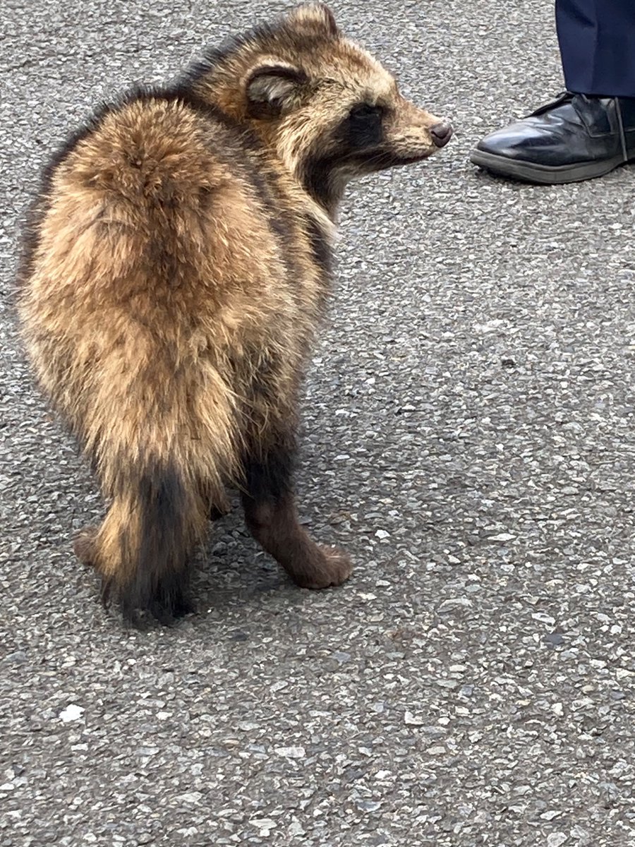 0622rumina's tweet photo. 人生初のたぬきに遭遇 。
道路の真ん中で立ち往生してて怪我もしてた 。保護は出来ないしどうしようかなって迷ってたら沢山優しい人が出て来てくれて お巡りさん立ち会いの元毛布と箱で包んで詰めて山へ逃がして来た 。強く生きろよ 。 https://t.co/tvuIBKY0cM